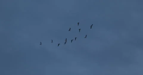 Birds Flying Flock Large Formation Raven Group Fly Silhouettes Crows Flight Pack Video stock 43818377