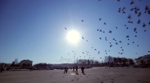 Birds flying flock through the sun Stock Footage 41280594