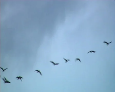 Birds flying Video stock 88927