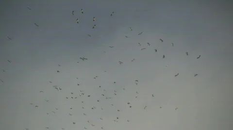 Birds flying Stock Footage