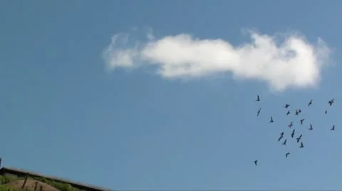BIRDS FLYING Stock Footage 10956843