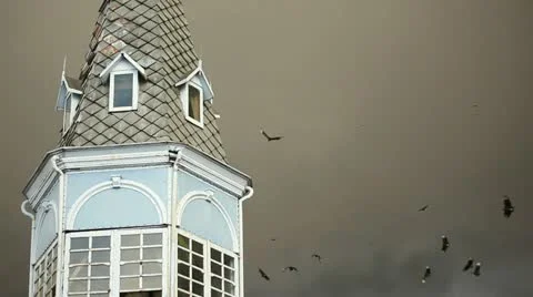 Birds flying 库存影片 12351667