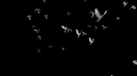 Birds flying Stock Footage 38419973