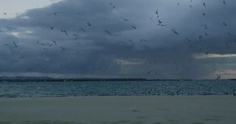 BIRDS FLYING Stock Footage 82438328