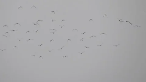 Birds flying Stock Footage 83879420