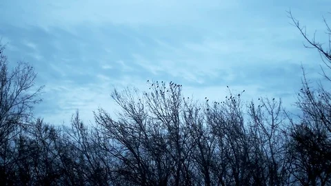 Birds Flying Stock Footage 99116748