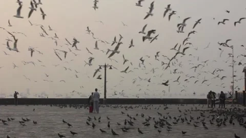 Birds flying Stock Footage 208295365