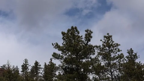 Birds Flying Video stock 273813217