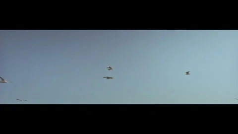 Birds flying Stock Footage 301255165