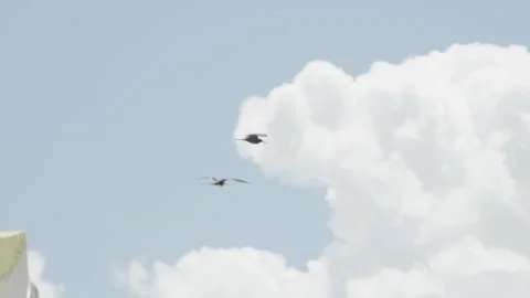 Birds flying Stock Footage 340821723
