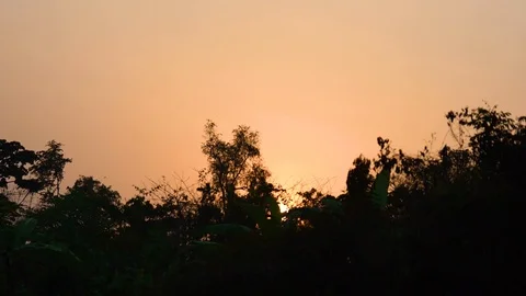 Birds flying in the forest sunset Stock Footage 102708289