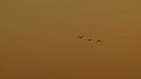 Birds flying in formation Stock Footage 55571491