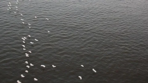 Birds Flying in Formation Stock Footage 74398336