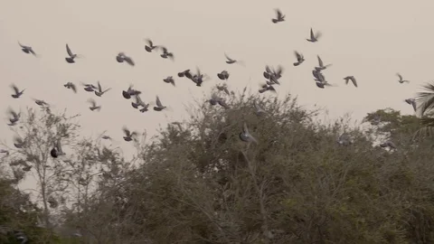 Birds flying in formation Video stock 111702791