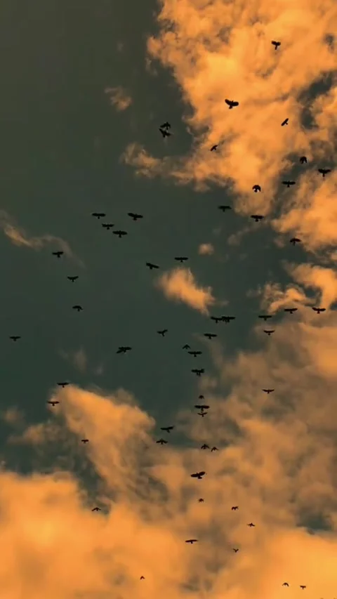 Birds flying in formation through cloudy twilight atmosphere Stock Footage 341870531