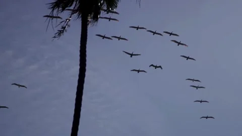 Birds flying in formation through the sky past trees Stock Footage 329816065