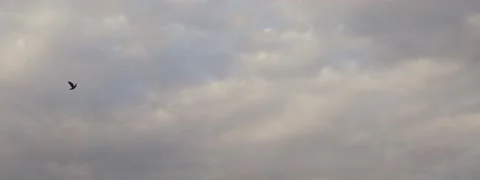 Birds Flying by in front of cloudy sky Anamorphic Stock Footage 140561923
