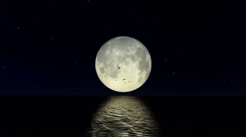 Birds flying in front of the full moon in the night. Stock Footage 40253146