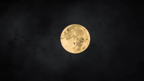 Birds flying in front of the full moon in the fog Stock Footage 253227697