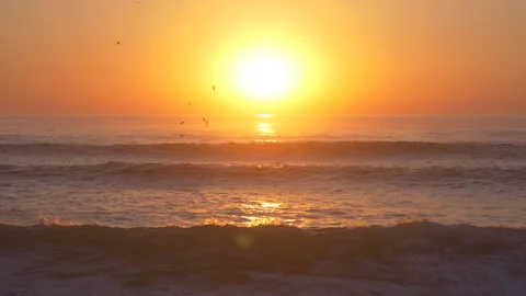 Birds flying in front of the setting sun over ocean. Stock Footage 252014132