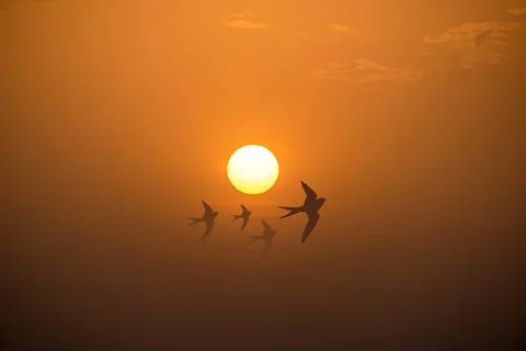 Birds flying in front of the setting sun. Foto stock