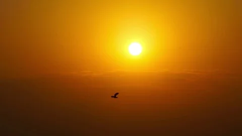 Birds flying in front of Sun during Sunrise Stock Footage 84175412