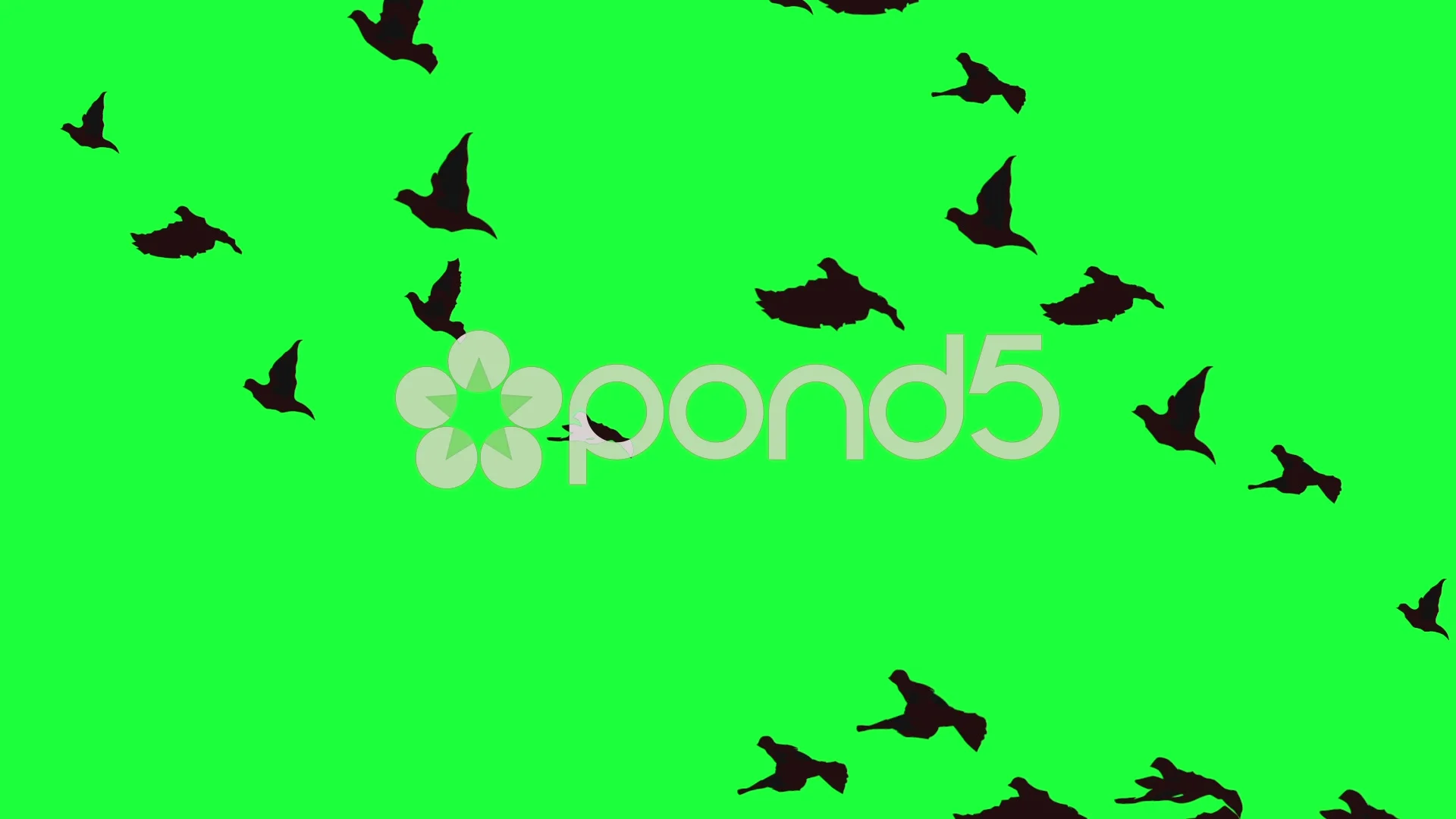 Birds flying on green screen | Stock Video | Pond5