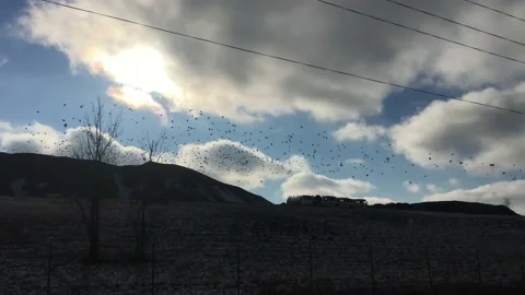 Birds Flying in Group  스톡 동영상 101198226
