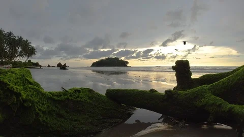 Birds flying in groups, on a beach 動画素材 118581106