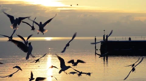 Birds flying high 動画素材 45621637