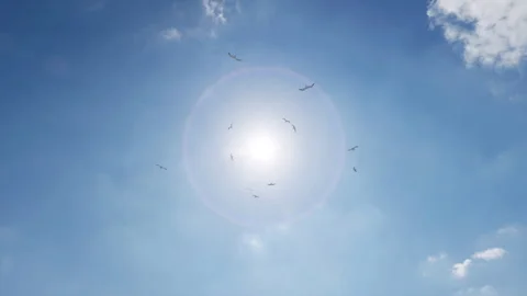 Birds flying high in front of the sun on a beautiful summer's day. Stock Footage 242527135
