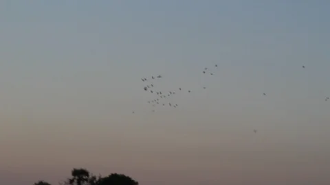 Birds flying high in the sky Stock Footage 104663116