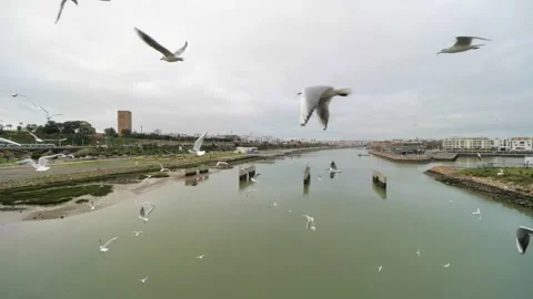 Birds flying up lac Slowmotion Stock Footage