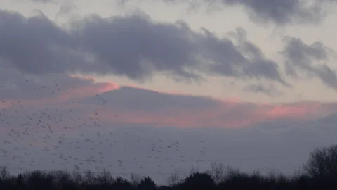 Birds flying in large flock in the evening light England awesome nature UK 4K Stock Footage 204923361