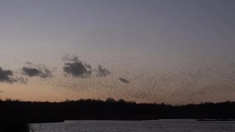 Birds flying in large flock on migration evening sky 4K Stockbeeldmateriaal 143568169