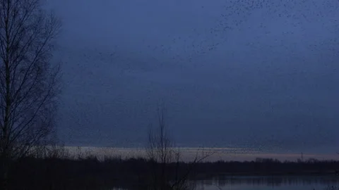 Birds flying in large flock on migration evening sky 4K Video stock 147715597