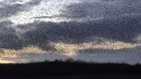 Birds flying in large flock on migration evening sky 4K Stock-Footage 147720358
