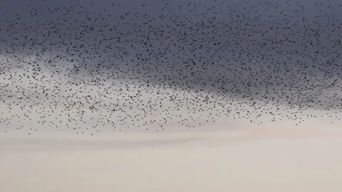 Birds flying in large flock on migration evening sky 4K Video stock 148260524
