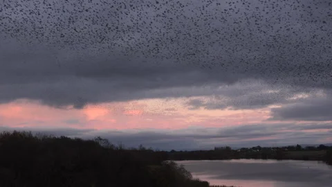 Birds flying in large flock on migration evening sky 4K Video stock 169869221
