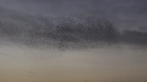 Birds flying in large flock on migration evening sky 4K Vídeos de archivo 172312484