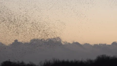 Birds flying in large flock on migration... | Stock Video | Pond5