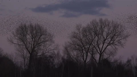 Birds flying in large flock on migration evening sky 4K Stockbeeldmateriaal 205947535