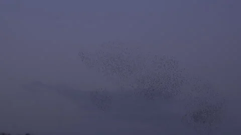 Birds flying in large flock on migration murmuration in the sky 4K Video stock 233426240