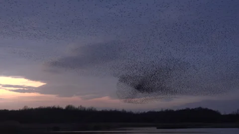 Birds flying in large flock on migration murmuration in the sky 4K Stockbeeldmateriaal 270221722