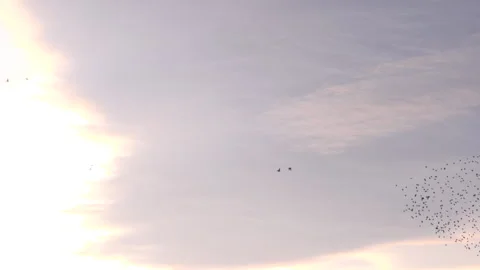 Birds flying in large flock on migration murmuration in the sky 4K Stockbeeldmateriaal 270222158