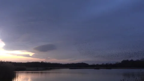 Birds flying in large flock on migration murmuration in the sky 4K Stockbeeldmateriaal 270222548