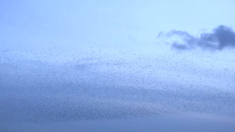 Birds flying in large flock on migration murmuration in the sky 4K Видео 283780633