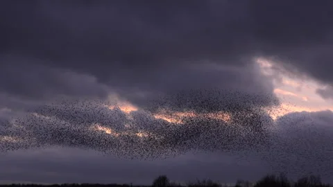 Birds flying in large flock on migration murmuration in the sky 4K Stock Footage 283781989