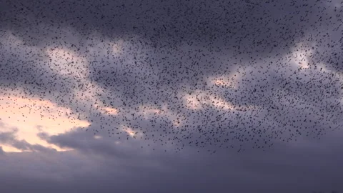 Birds flying in large flock on migration murmuration in the sky 4K Video stock 283785596