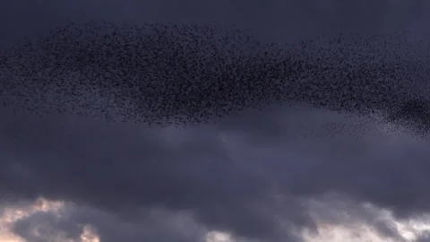 Birds flying in large flock on migration murmuration in the sky 4K Video stock 283786873